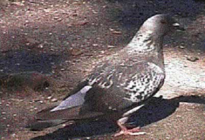Columba subvinacea